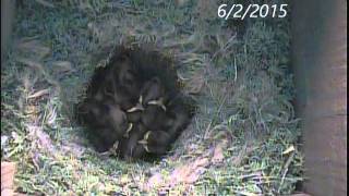 Blackcapped Chickadee Nest Box [upl. by Eibba]