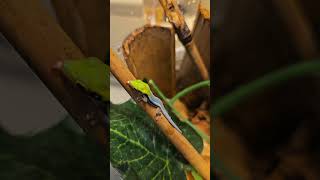 Phelsuma klemmeri aka Neon Day Gecko Hatchlings are stunning gecko microgecko reptiles lizard [upl. by Bachman]