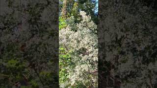 Bluejay calls near this blooming Groundsel tree birdcalling nature heronperch23 [upl. by Winona398]