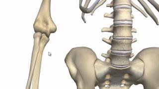 Elbow Joint  3D Anatomy Tutorial [upl. by Yuhas]