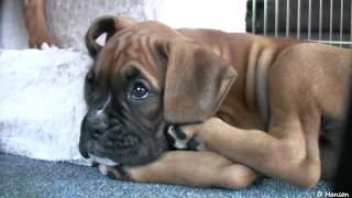 Playful 8 Week Old Boxer Puppies [upl. by Noteloc894]