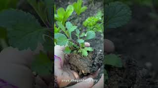 TRANSPLANTING AND POTTING UP VERBENA BONARIENSIS verbena garden gardeningtips gardening diy [upl. by Jaddan]