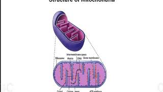 Mitochondria and Peroxisomes [upl. by Nodarb]