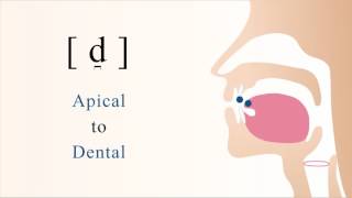 d̪  voiced unaspirated apical dental stop [upl. by Ilam]