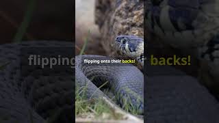 3 mind blowing grass snake 🐍 facts [upl. by Sacul316]