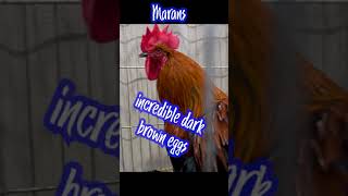 Chicken Countdown Large Fowl shorts [upl. by Marlee]