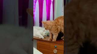 So Sad Jiny Love joss but jojo Dont accept 😁😂 cat catlover kitten viralvideo shorts [upl. by Elime]