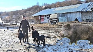 2 CIOBANESTI CORBI RUPTI DE MISTRET LA STANA LUI ADRIAN MIRICAVACI DE LAPTE SI CAPRE [upl. by Ziul]