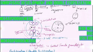 embryo sac development and double fertilization in plants for csir net life science development bio [upl. by Tabber]