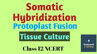 Tissue CultureSomatic Hybridization Protoplast fusion tissueculturesomatichybridisation [upl. by Leihcim488]