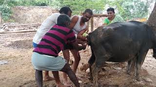 Live delivery of Buffalo in India  Buffalo Live Delivery to Her Baby [upl. by Denn761]