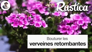 Bouturer la verveine retombante [upl. by Crandall]