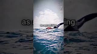 Massive Great White Shark Attacks Swimmershort [upl. by Madaras]