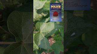 Police Insecticide  Fipronil  Imidacloprid cotton agribusiness bscagriculture [upl. by Pilif]