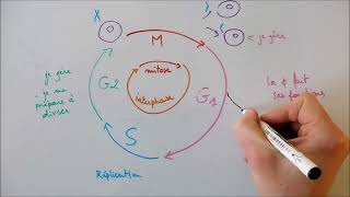 Cycle cellulaire [upl. by Hall710]