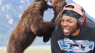 RDC REACT TO GRIZZLY BEARS FIGHTS [upl. by Dora]