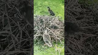 The duck family explores the abandoned coot nest [upl. by Airdnaid]