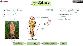 অধ্যায় ৭ নগ্নবীজী ও আবৃতবীজী উদ্ভিদ  সাইকাস এর জনন HSC [upl. by Stephens804]