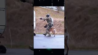 K9 Athena advanced training exercise  k9protection k9training military army belgianmalinois [upl. by Yrot160]