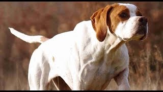 3 English pointer training 8 Month Old [upl. by Odirfliw]