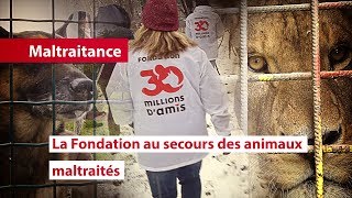 La Fondation 30 Millions dAmis au secours des animaux maltraités [upl. by Rustice536]