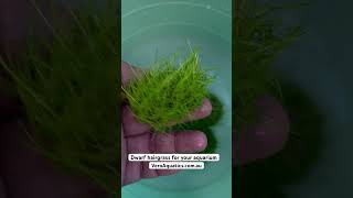 Dwarf hairgrass for your aquarium [upl. by Summons]