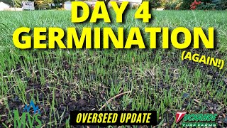 How long does it take for Tall Fescue to germinate Mountain View Seed Review Day 4 Germination [upl. by Aniaz]