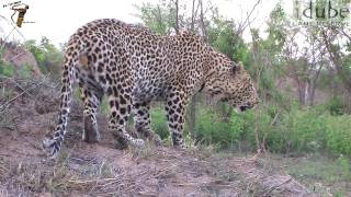 Male Leopard ROAR [upl. by Akenahs]