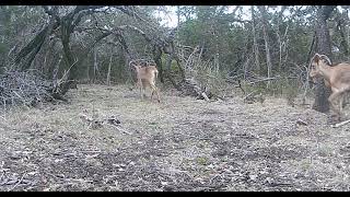 Summer Wildlife of the Texas Hill Country 2022 [upl. by Nylrats]