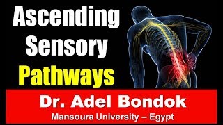 Ascending Sensory Pathways and Ascending Tracts Dr Adel Bondok [upl. by Lucius638]