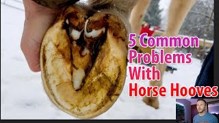 Five Common Problems With Horse Hooves To Watch Out For [upl. by Oiram847]