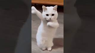 Animated Dancing Cat Gif catdancinganimation viraltrendcuteshorts [upl. by Lazes]