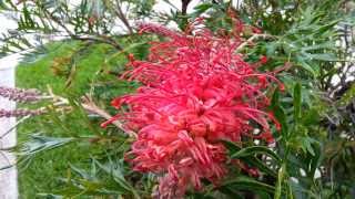 Grevillea  spider flower  silky oak HD 07 [upl. by Spielman]