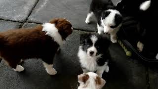 Border Collie Cachorros  Variedad de colores [upl. by Adnilim227]