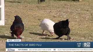 What you should know about the bird flu [upl. by Eelek748]