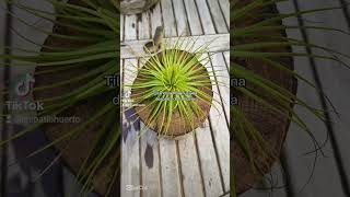 Tillandsia Magnusiana después de la lluvia tillandsia plantas flores mipatiohuerto lluvia [upl. by Eatton71]