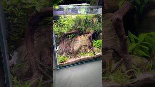 Préstamos nuestros acuarios  plantedtank relaxing natureaquarium fishtank bettatank [upl. by Enilada521]