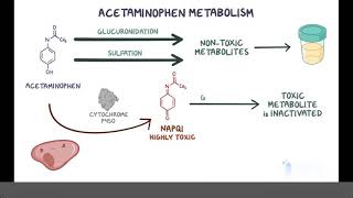 Acetaminophen Paracetamol Pharmacology [upl. by Eachelle]