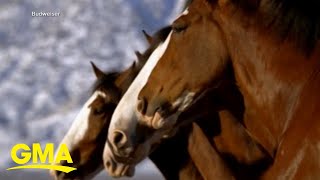 HD Clydesdales 2013 Budweiser Super Bowl Ad — Extended Version of quotBrotherhoodquot [upl. by Edmon]