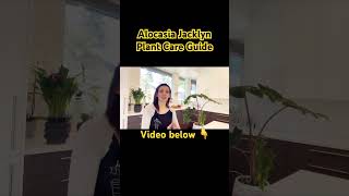 Alocasia Jacklyn Plant Care Guide  Planted Mind  shorts [upl. by Ramburt]