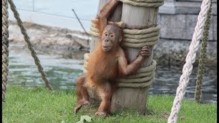 Orangsoutans  Orangoetans  Orangutans  Pairi Daiza 2018 [upl. by Halak]