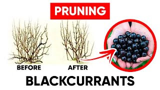 How to Prune Your Blackcurrants For High Yields [upl. by Akkim]