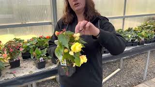 Begonias How to get bigger flowers and increase bloom production [upl. by Anita]