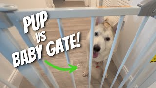 Regalo Easy Step Baby Gate Review [upl. by Erena]