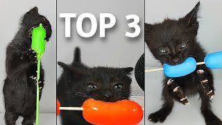 TOP 3 Kitten ASMR Eating Sausage Compilation [upl. by Aurora]