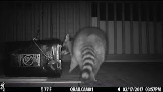 capture a raccoon using a conibear trap [upl. by Eimam]