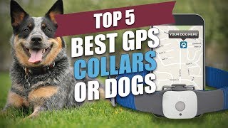 Top 5 Best GPS Collars for Dogs [upl. by Sarson391]