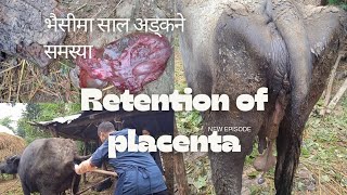 ROP  Retention of Placenta in Buffalo  भैंसीमा साल अड्कने समस्या [upl. by Ainelec]