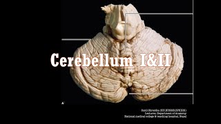 Free Anatomy Classes  CerebellumII  Exam Preparation  voice recordingAnatomy Shortcut [upl. by Lehctim]