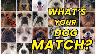 What Dog Breed Matches Your Birth Month [upl. by Mehetabel]